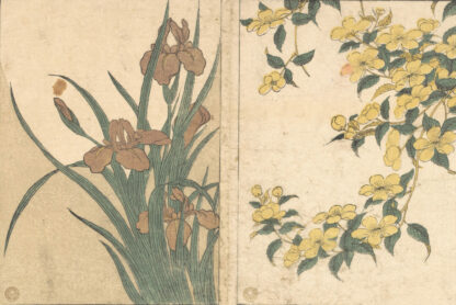 Cherry Blossoms and Irises, from the illustrated book Flowers of the Four Seasons